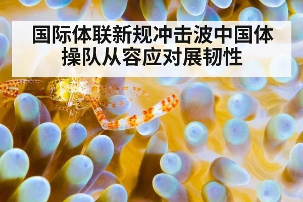 国际体联新规冲击波中国体操队从容应对展韧性